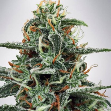 Семена конопли White Widow Feminised